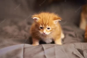 cat depression after new kitten