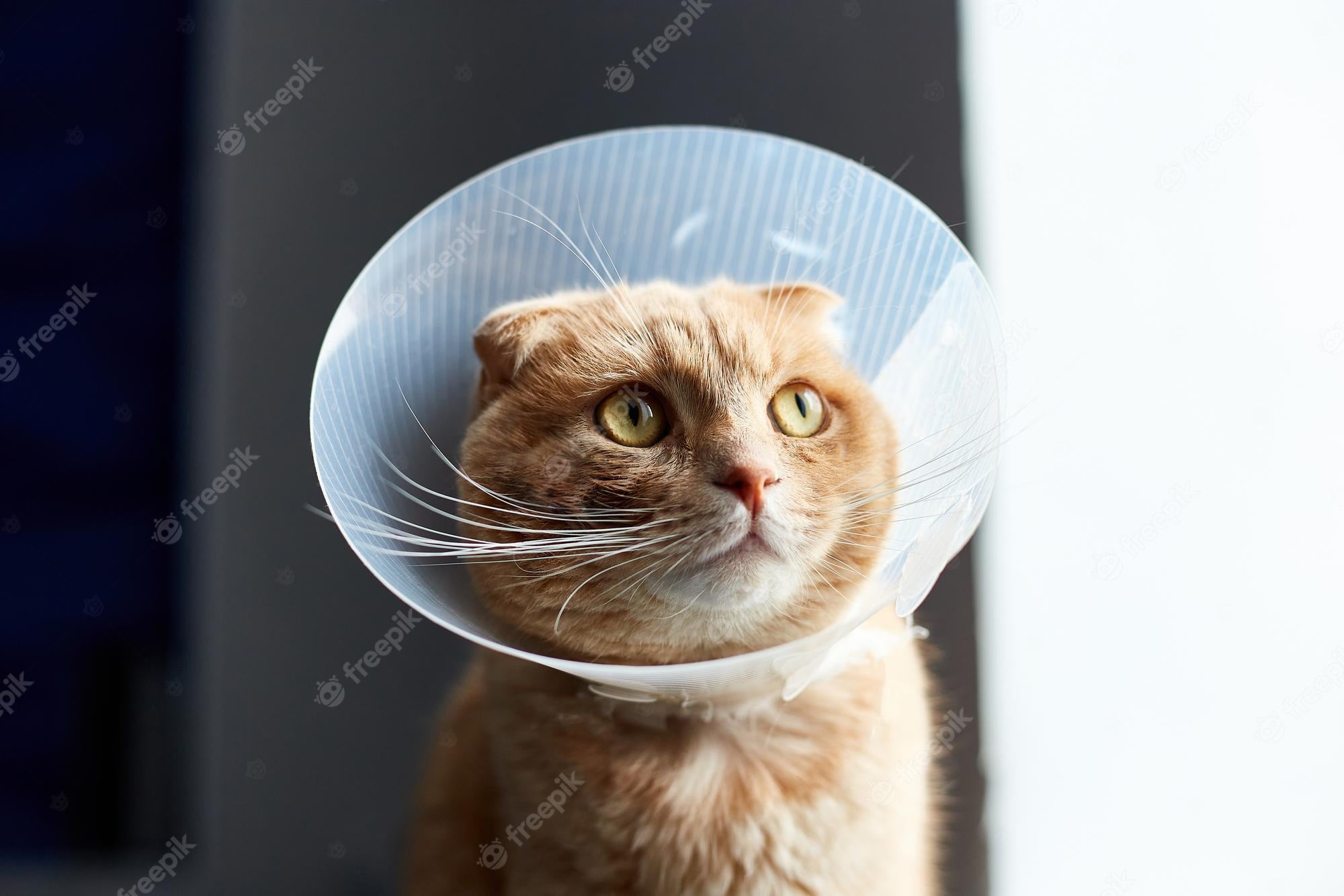 Cat Depressed Wearing Cone Understanding, Helping, and Bringing
