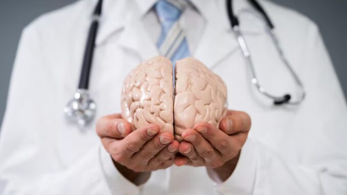 doctor-holding-human-brain-model_1016675-720
